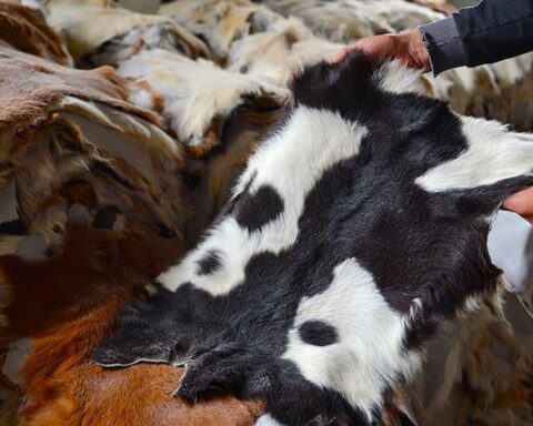 Kurban derileri Türkiye ekonomisine milyarlarca dolarlık katkı sağlıyor