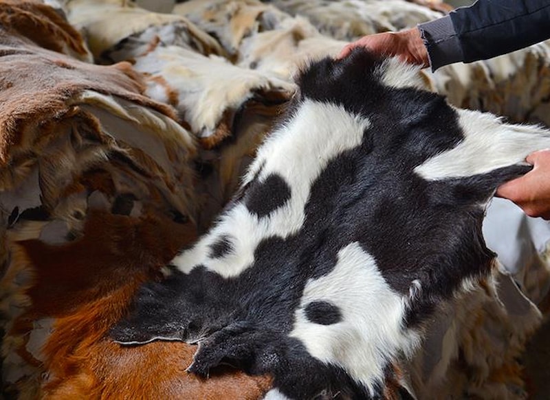 Kurban derileri Türkiye ekonomisine milyarlarca dolarlık katkı sağlıyor