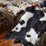 Kurban Derisi Ekonomiye Katkı Sağlıyor: Doğru Yüzüm ve Muhafaza Şart
