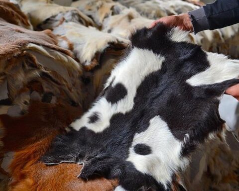 Kurban Derisi Ekonomiye Katkı Sağlıyor: Doğru Yüzüm ve Muhafaza Şart