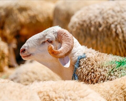 Kurban Kesme Yükümlülüğü Olanların Dikkat Edilmesi Gereken Üç Özellik