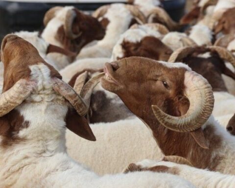 Kurban Orucu Hakkında Bilinmesi Gerekenler: Ne Zaman Tutulur ve Kurban Etiyle Açılır mı