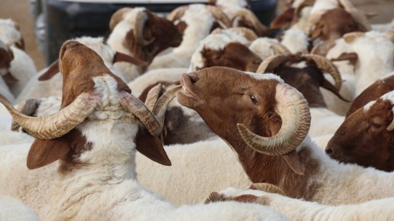 Kurban Orucu Hakkında Bilinmesi Gerekenler: Ne Zaman Tutulur ve Kurban Etiyle Açılır mı