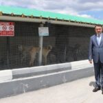 Kütahya'da 18 Bin 600 Sahipsiz Köpek Koruma Altına Alındı