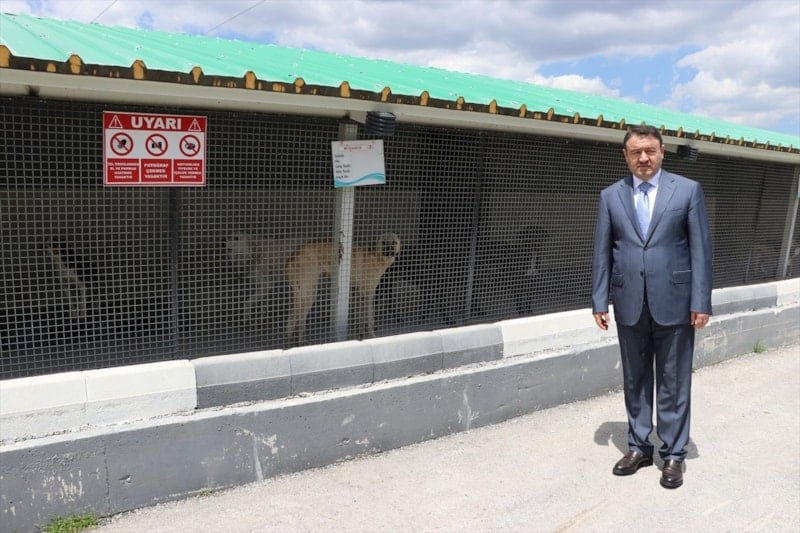 Kütahya'da 18 Bin 600 Sahipsiz Köpek Koruma Altına Alındı