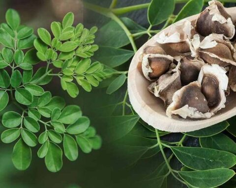 Moringa Tohumları: İçme Suyunu Arıtmanın Doğal ve Sürdürülebilir Yöntemi