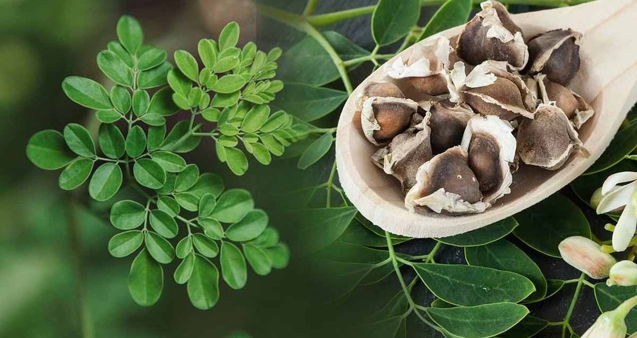 Moringa Tohumları: İçme Suyunu Arıtmanın Doğal ve Sürdürülebilir Yöntemi