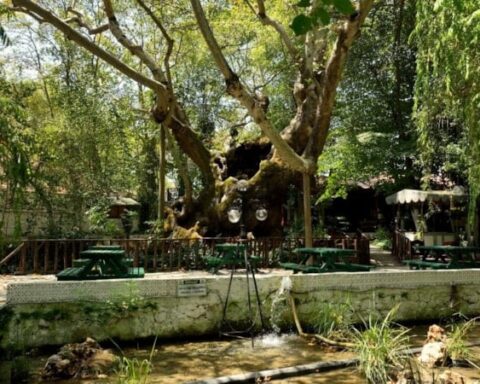 Muğla’daki 854 Yıllık Anıt Çınar, Tarihi Önemiyle Koruma Altında