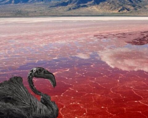Natron Gölü'nde Kuşlar İçin Hayati Tehlike Oluşturan Kimyasal Yapı