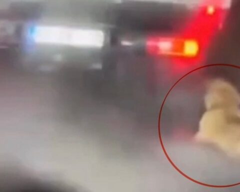 Samsun'da Köpeği Sürükleyen Kişi Gözaltına Alındı, Sonrasında Serbest Bırakıldı