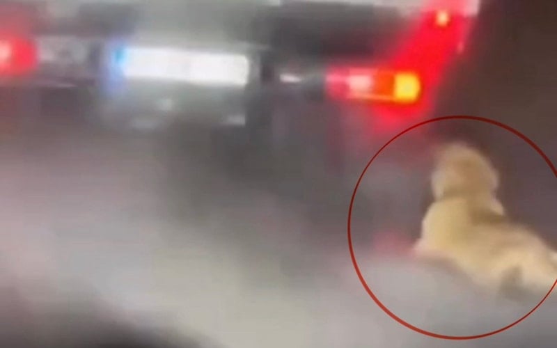 Samsun'da Köpeği Sürükleyen Kişi Gözaltına Alındı, Sonrasında Serbest Bırakıldı