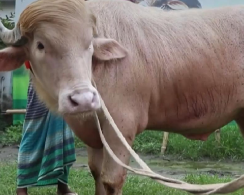Sosyal medyada Gündem Olan Albino Manda, Kurban Bayramı'nda Kesilecek