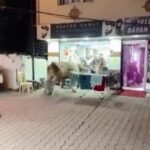 Sultanbeyli'de Kontrolden Kaçan Boğa, Kuaför Salonuna Girdi