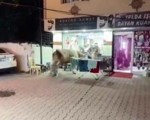 Sultanbeyli'de Kontrolden Kaçan Boğa, Kuaför Salonuna Girdi