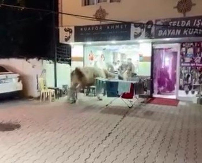 Sultanbeyli'de Kontrolden Kaçan Boğa, Kuaför Salonuna Girdi
