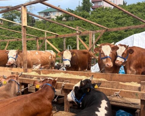 Trabzon'da Kurban Pazarı'nda Renkli Pazarlıklar Devam Ediyor