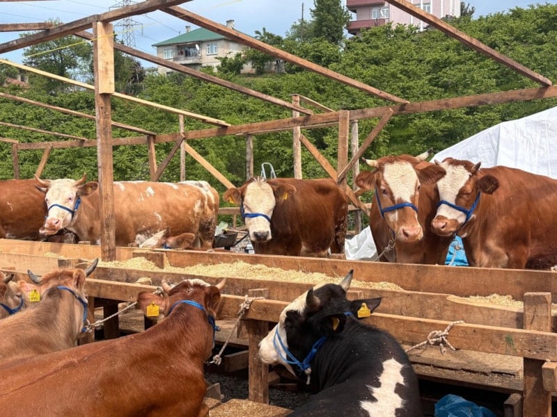 Trabzon'da Kurban Pazarı'nda Renkli Pazarlıklar Devam Ediyor
