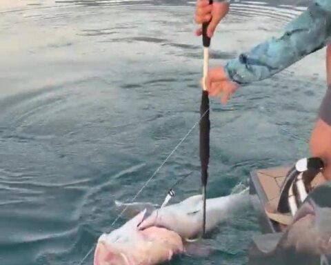 Antalya'da 56 Kilogramlık Kuzu Balığı Yakalandı