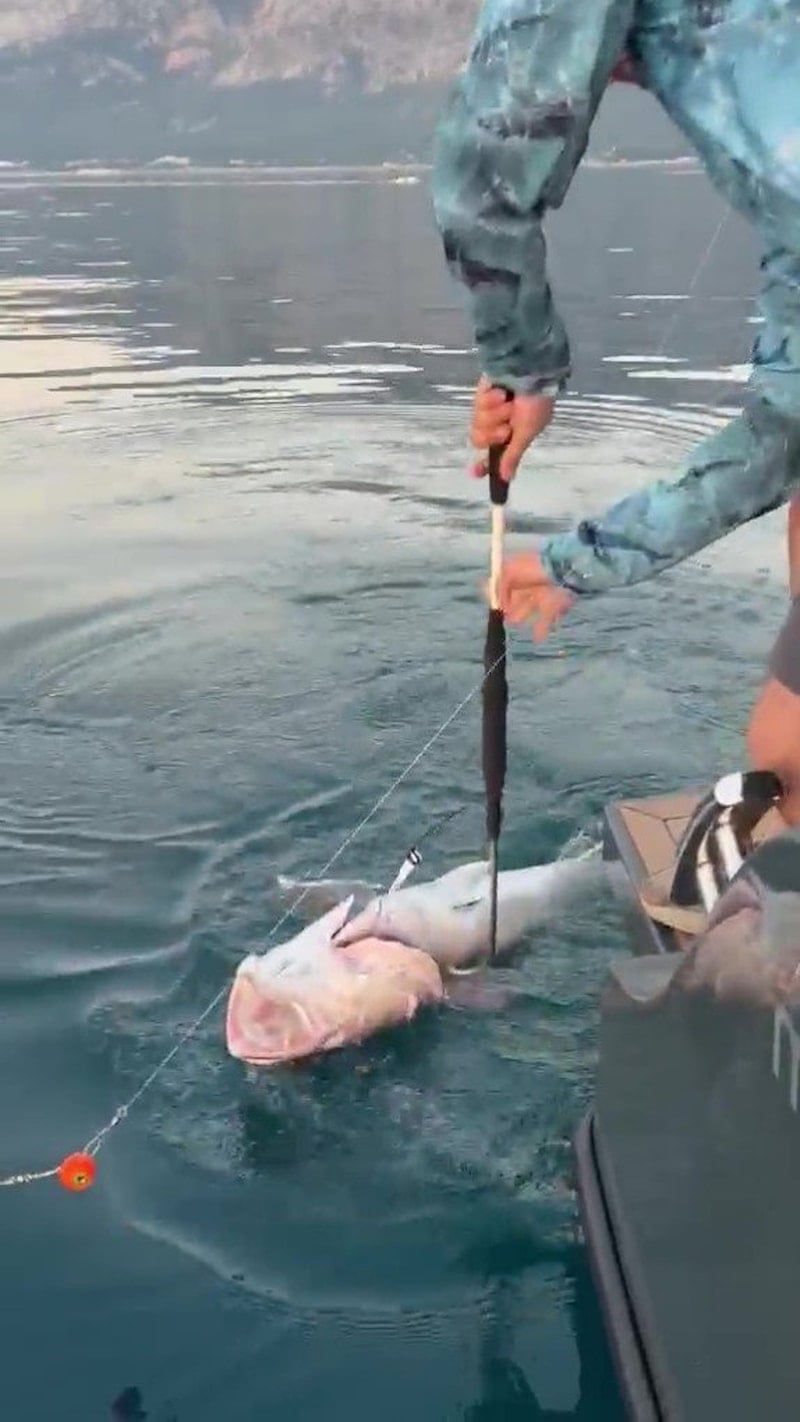 Antalya'da 56 Kilogramlık Kuzu Balığı Yakalandı
