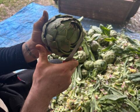 Bursa'da Enginar Soyuculuğu: Aylık Gelir 240 Bin Liraya Ulaşıyor