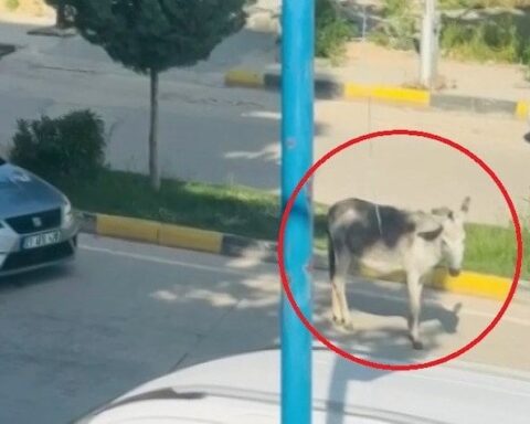 Diyarbakır'da Başına Buyruk Eşek Trafiği Aksattı