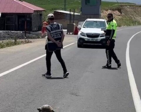 Erzurum'da Trafik, Kaplumbağaya Yol Vermek İçin Durduruldu