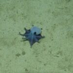 Galapagos'ta Bulunan Yeni Ahtapot Türü Bilim Dünyasında Heyecan Yarattı