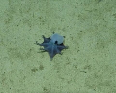 Galapagos'ta Bulunan Yeni Ahtapot Türü Bilim Dünyasında Heyecan Yarattı