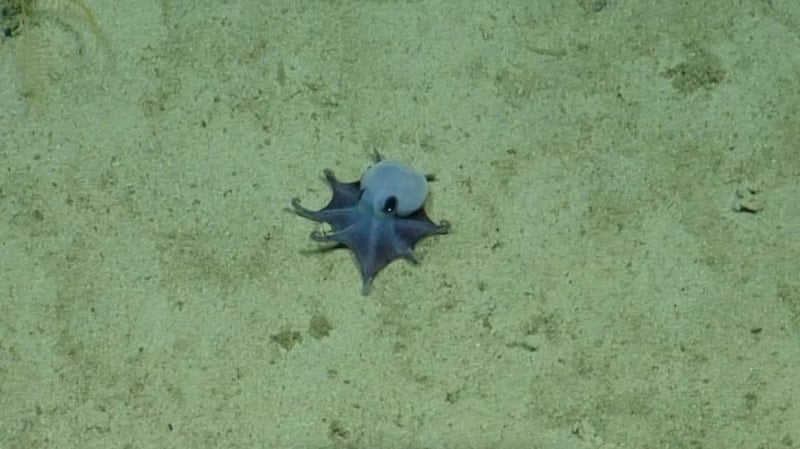 Galapagos'ta Bulunan Yeni Ahtapot Türü Bilim Dünyasında Heyecan Yarattı
