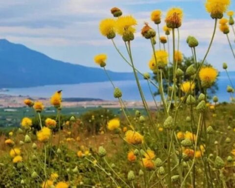 Kuşadası'nda Nesli Tehdit Altında Olan Tülüşah Bitkisi İçin Yüksek Ceza Belirlendi
