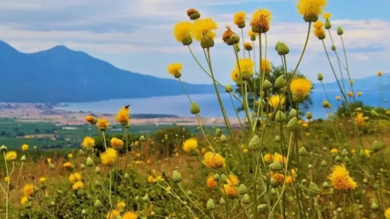 Kuşadası'nda Nesli Tehdit Altında Olan Tülüşah Bitkisi İçin Yüksek Ceza Belirlendi