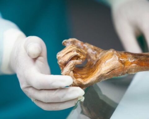 Ötzi Buz Adam'ın Bağırsaklarında Bulunan Maya ile Ekşi Mayalı Ekmek Üretildi