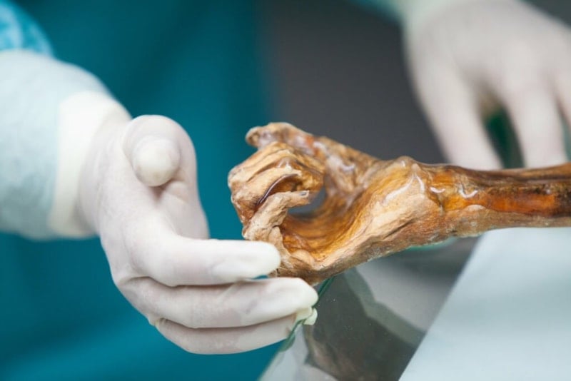 Ötzi Buz Adam'ın Bağırsaklarında Bulunan Maya ile Ekşi Mayalı Ekmek Üretildi