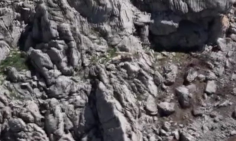 Tunceli'de Kurtların Dağ Keçisini Avladığı Anlar Drone ile Kaydedildi