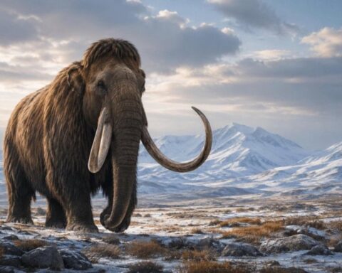 Yünlü Mamut Kalıntıları Yerine Balina Fosilleri Bulundu.